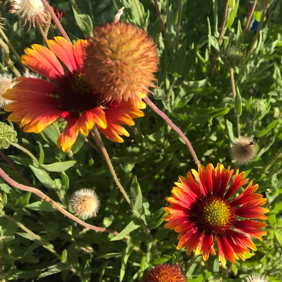 Meet your Posher, Elizabeth - Picture 1 of 1